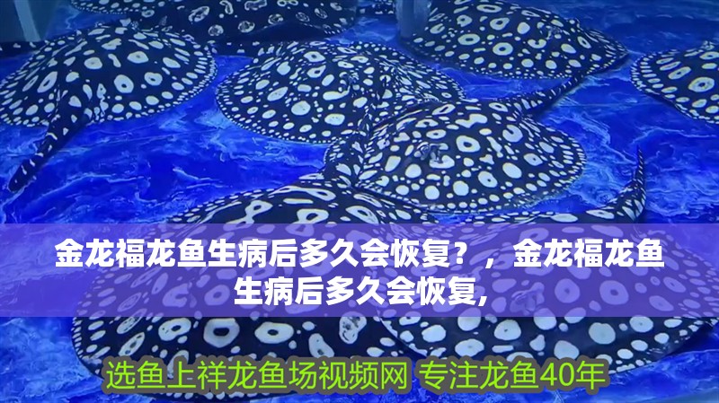 金龍福龍魚生病后多久會恢復？，金龍福龍魚生病后多久會恢復,
