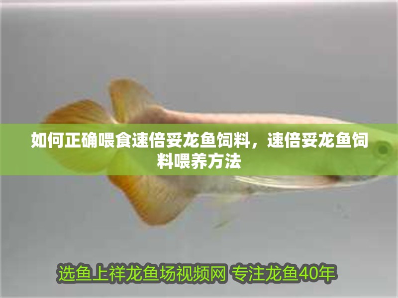 如何正確喂食速倍妥龍魚飼料，速倍妥龍魚飼料喂養方法