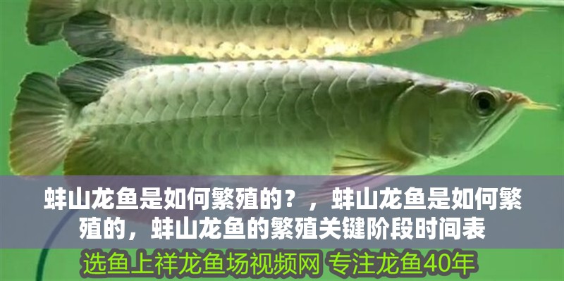 蚌山龍魚是如何繁殖的？，蚌山龍魚是如何繁殖的，蚌山龍魚的繁殖關鍵階段時間表