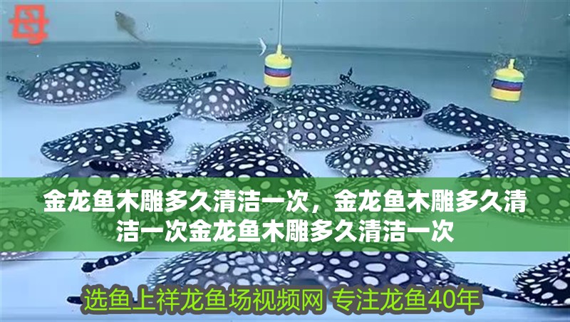 金龍魚木雕多久清潔一次，金龍魚木雕多久清潔一次金龍魚木雕多久清潔一次