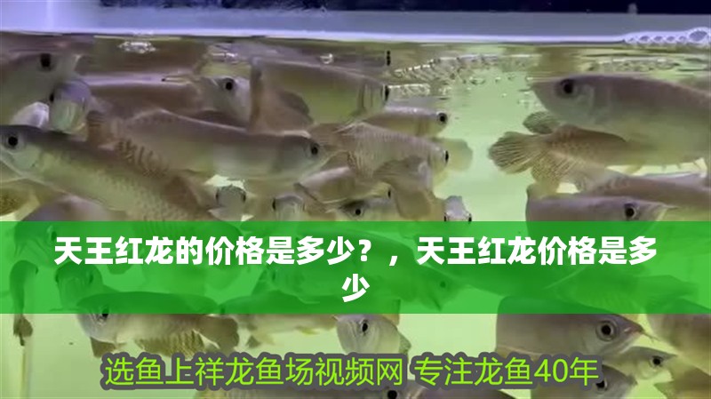 天王紅龍的價格是多少？，天王紅龍價格是多少