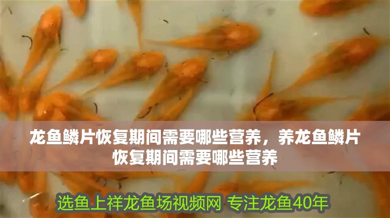 龍魚鱗片恢復(fù)期間需要哪些營(yíng)養(yǎng)，養(yǎng)龍魚鱗片恢復(fù)期間需要哪些營(yíng)養(yǎng)
