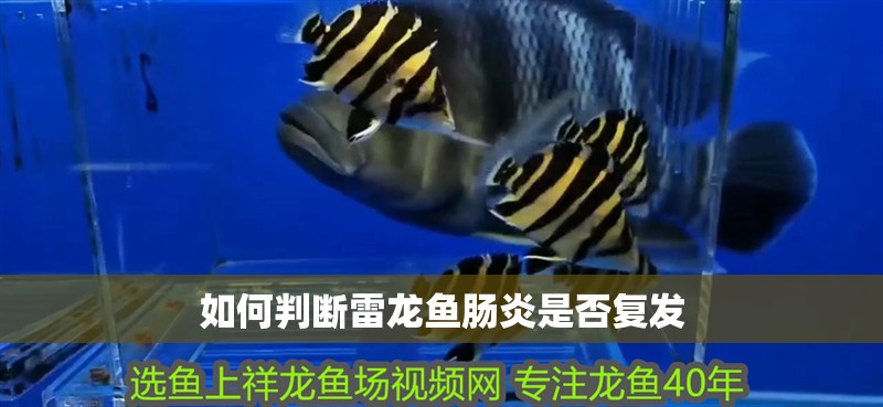 如何判斷雷龍魚腸炎是否復發