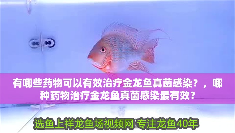 有哪些藥物可以有效治療金龍魚真菌感染？，哪種藥物治療金龍魚真菌感染最有效？