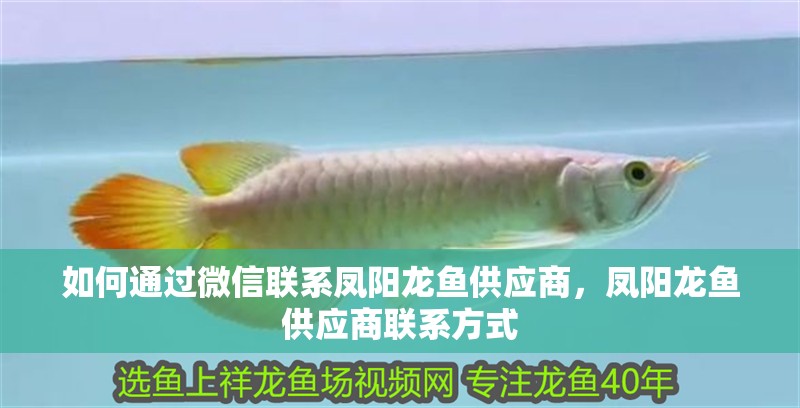 如何通過微信聯(lián)系鳳陽龍魚供應商，鳳陽龍魚供應商聯(lián)系方式