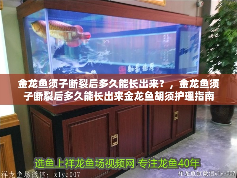 金龍魚須子斷裂后多久能長出來？，金龍魚須子斷裂后多久能長出來金龍魚胡須護理指南