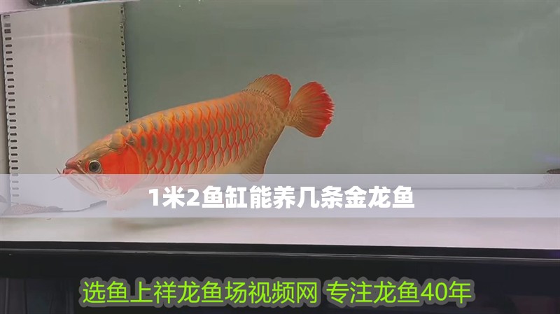 1米2魚缸能養幾條金龍魚