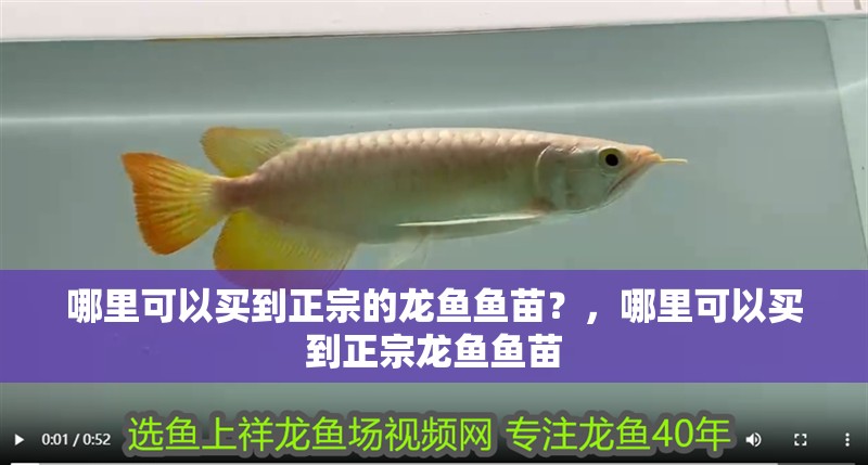 哪里可以買到正宗的龍魚魚苗？，哪里可以買到正宗龍魚魚苗