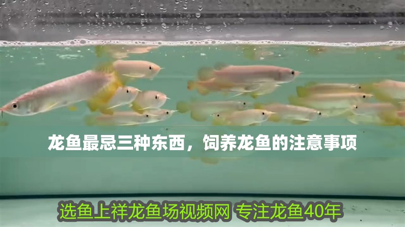 龍魚最忌三種東西，飼養龍魚的注意事項