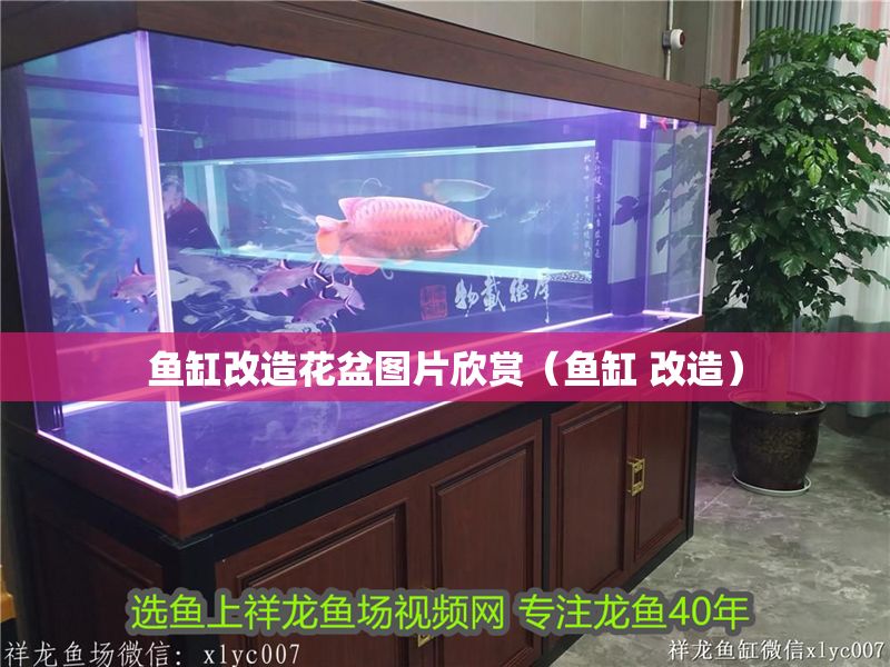 魚缸改造花盆圖片欣賞（魚缸 改造）