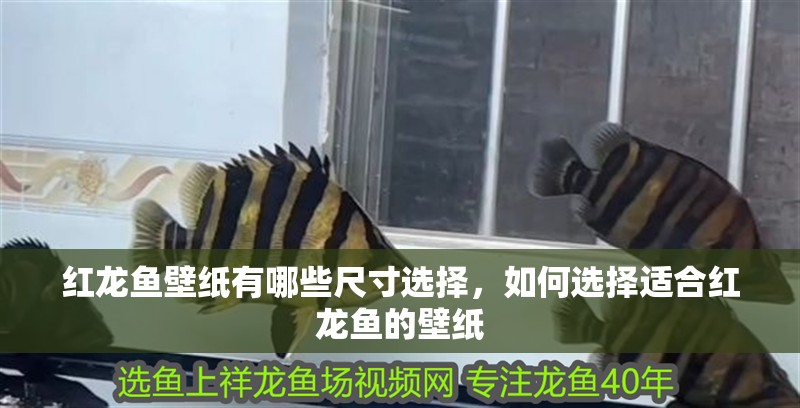 紅龍魚壁紙有哪些尺寸選擇，如何選擇適合紅龍魚的壁紙