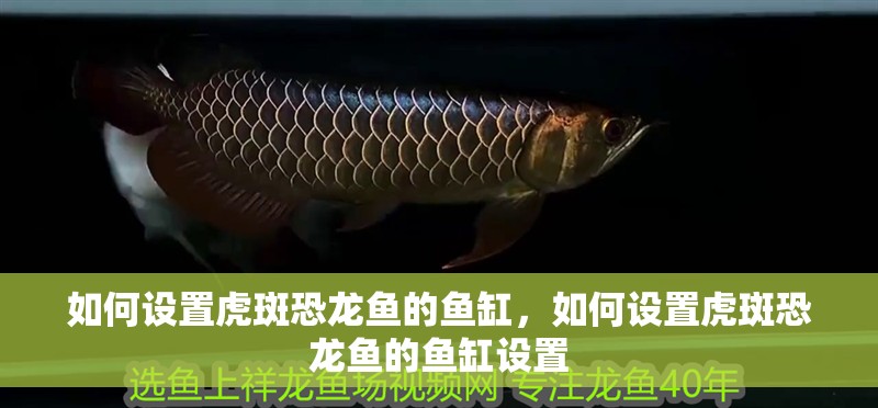 如何設置虎斑恐龍魚的魚缸，如何設置虎斑恐龍魚的魚缸設置