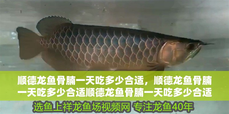 順德龍魚骨腩一天吃多少合適，順德龍魚骨腩一天吃多少合適順德龍魚骨腩一天吃多少合適