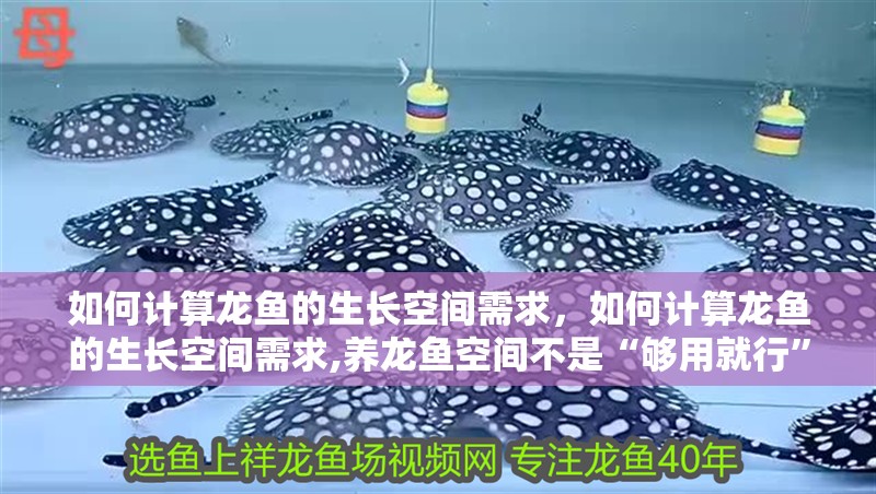 如何計算龍魚的生長空間需求，如何計算龍魚的生長空間需求,養龍魚空間不是“夠用就行”