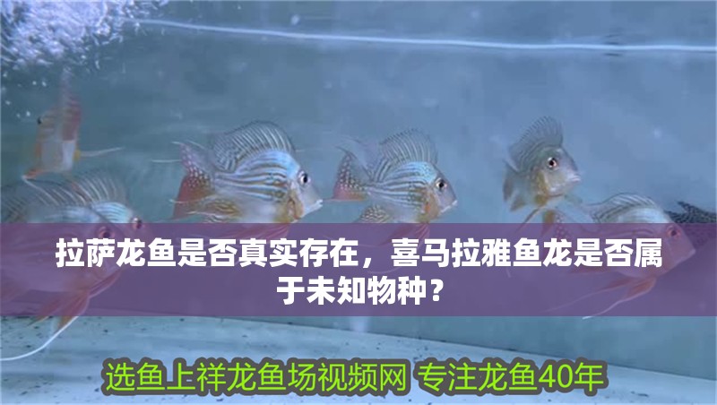拉薩龍魚是否真實(shí)存在，喜馬拉雅魚龍是否屬于未知物種？