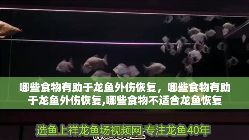 哪些食物有助于龍魚外傷恢復，哪些食物有助于龍魚外傷恢復,哪些食物不適合龍魚恢復