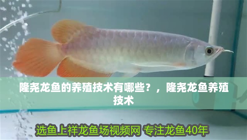 隆堯龍魚的養(yǎng)殖技術有哪些？，隆堯龍魚養(yǎng)殖技術