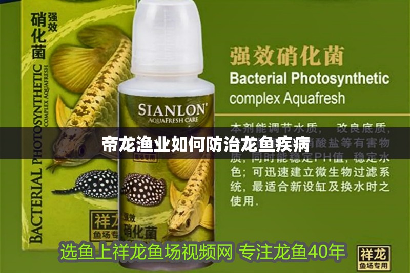 帝龍漁業如何防治龍魚疾病