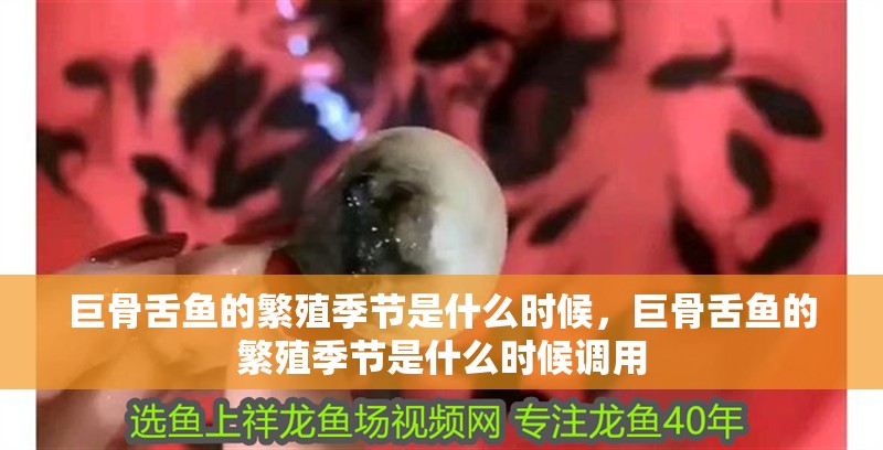 巨骨舌魚的繁殖季節是什么時候，巨骨舌魚的繁殖季節是什么時候調用