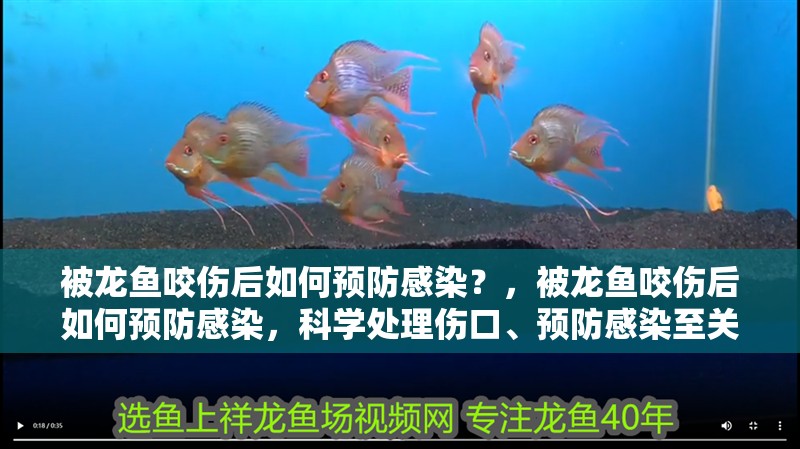 被龍魚咬傷后如何預防感染？，被龍魚咬傷后如何預防感染，科學處理傷口、預防感染至關重要
