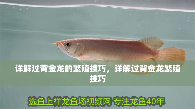 詳解過背金龍的繁殖技巧，詳解過背金龍繁殖技巧