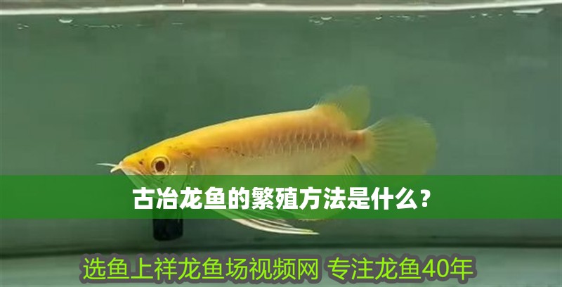 古冶龍魚的繁殖方法是什么？