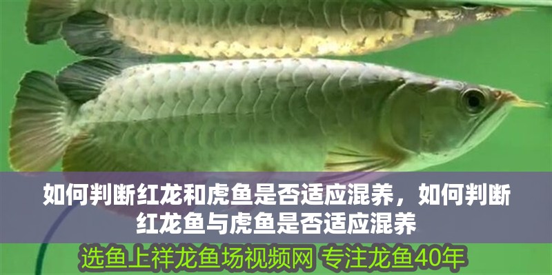 如何判斷紅龍和虎魚是否適應混養，如何判斷紅龍魚與虎魚是否適應混養