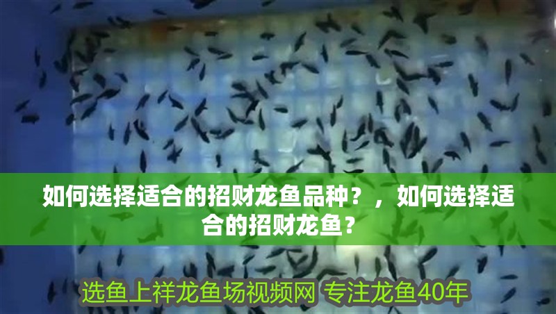 如何選擇適合的招財龍魚品種？，如何選擇適合的招財龍魚？