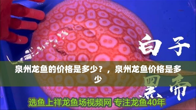 泉州龍魚的價格是多少？，泉州龍魚價格是多少
