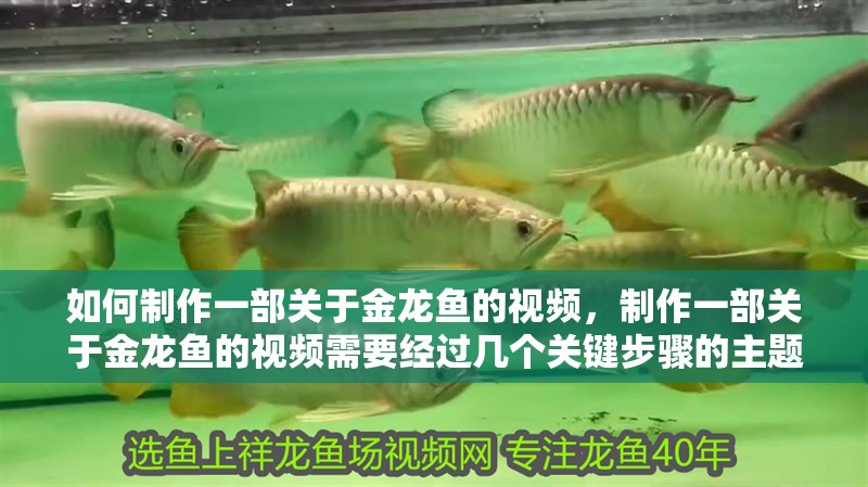 如何制作一部關(guān)于金龍魚的視頻，制作一部關(guān)于金龍魚的視頻需要經(jīng)過幾個關(guān)鍵步驟的主題和目標(biāo)受眾