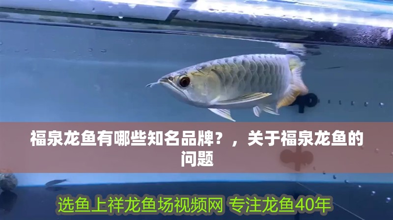 福泉龍魚有哪些知名品牌？，關于福泉龍魚的問題