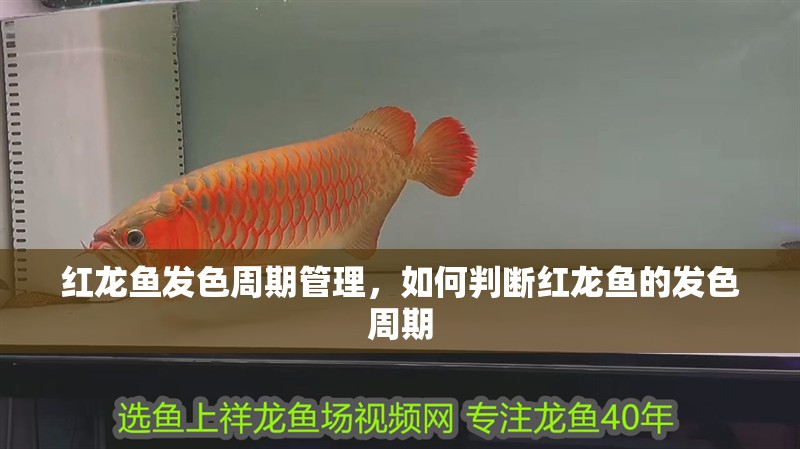 紅龍魚發色周期管理，如何判斷紅龍魚的發色周期