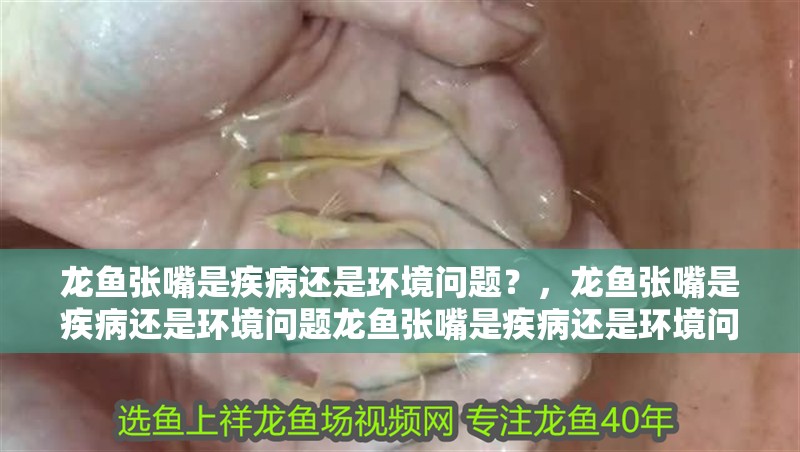 龍魚張嘴是疾病還是環境問題？，龍魚張嘴是疾病還是環境問題龍魚張嘴是疾病還是環境問題