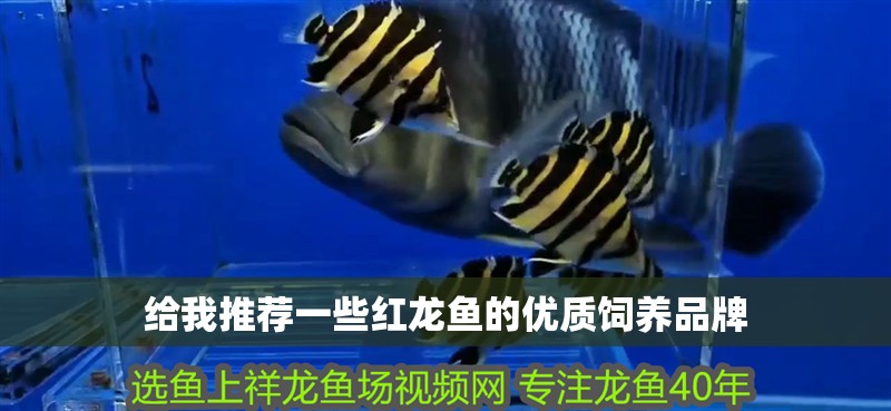 給我推薦一些紅龍魚的優(yōu)質(zhì)飼養(yǎng)品牌