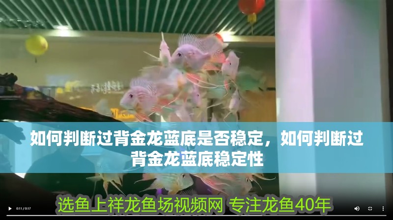 如何判斷過背金龍藍底是否穩定，如何判斷過背金龍藍底穩定性