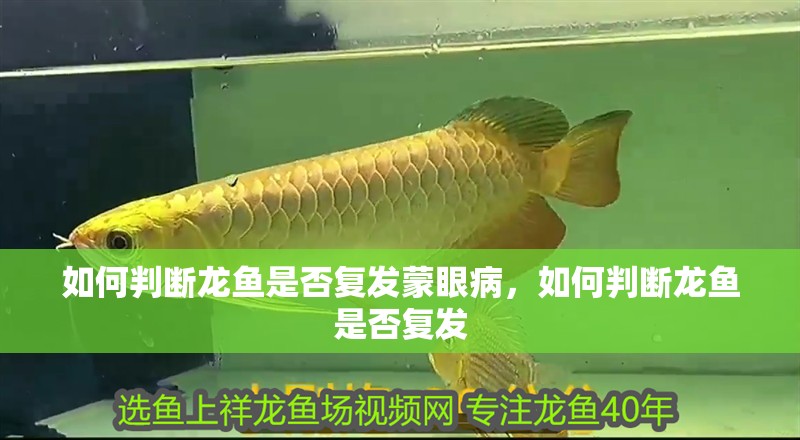 如何判斷龍魚是否復(fù)發(fā)蒙眼病，如何判斷龍魚是否復(fù)發(fā)