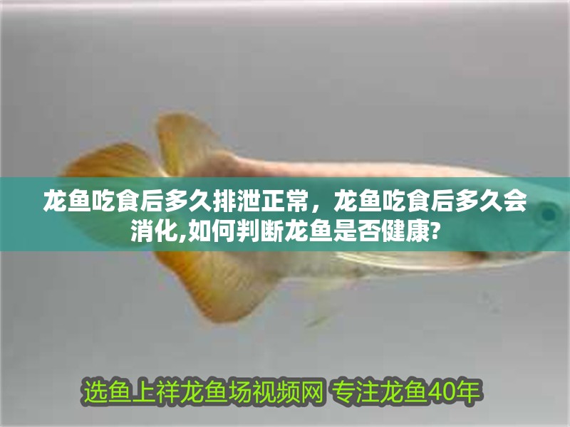 龍魚吃食后多久排泄正常，龍魚吃食后多久會(huì)消化,如何判斷龍魚是否健康?