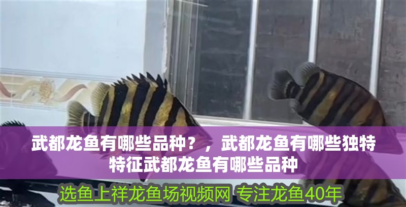 武都龍魚有哪些品種？，武都龍魚有哪些獨特特征武都龍魚有哪些品種