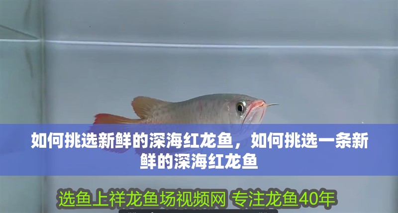 如何挑選新鮮的深海紅龍魚，如何挑選一條新鮮的深海紅龍魚