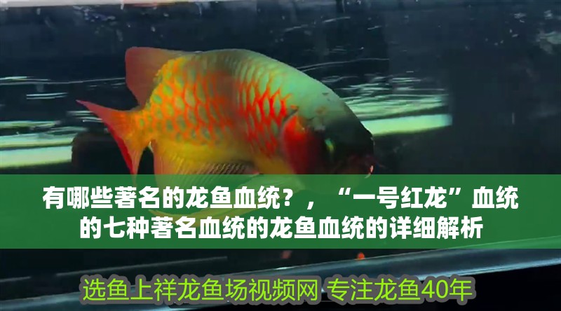 有哪些著名的龍魚血統？，“一號紅龍”血統的七種著名血統的龍魚血統的詳細解析