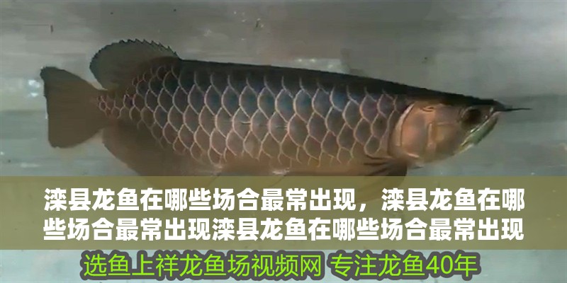 灤縣龍魚在哪些場合最常出現，灤縣龍魚在哪些場合最常出現灤縣龍魚在哪些場合最常出現