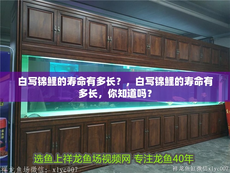 白寫錦鯉的壽命有多長？，白寫錦鯉的壽命有多長，你知道嗎？