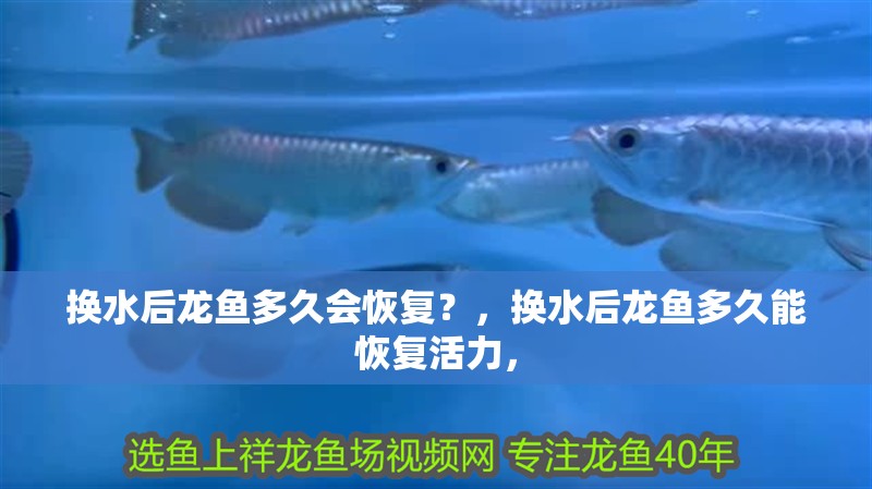 換水后龍魚多久會恢復？，換水后龍魚多久能恢復活力，