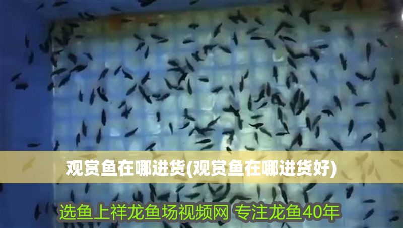 觀賞魚(yú)在哪進(jìn)貨(觀賞魚(yú)在哪進(jìn)貨好)
