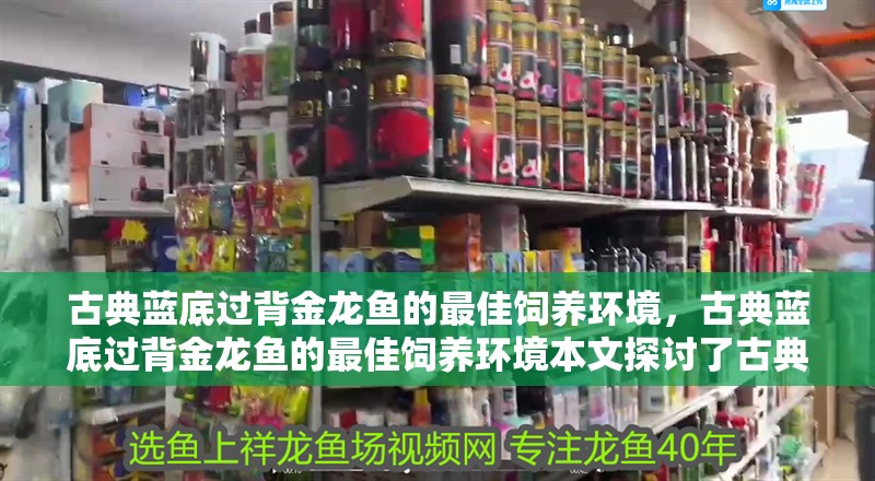 古典藍底過背金龍魚的最佳飼養環境，古典藍底過背金龍魚的最佳飼養環境本文探討了古典藍底過背金龍魚的最佳飼養環境