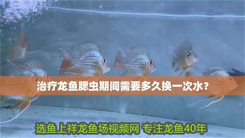 治療龍魚腮蟲期間需要多久換一次水？