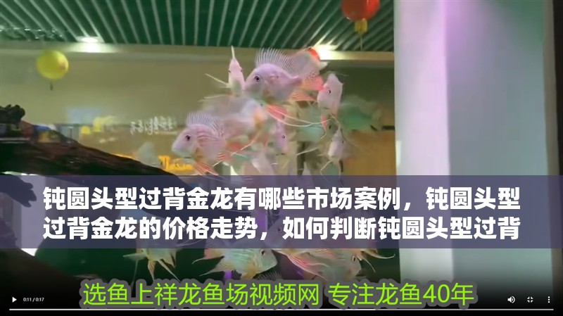 鈍圓頭型過背金龍有哪些市場案例，鈍圓頭型過背金龍的價格走勢，如何判斷鈍圓頭型過背金龍的品質(zhì)？