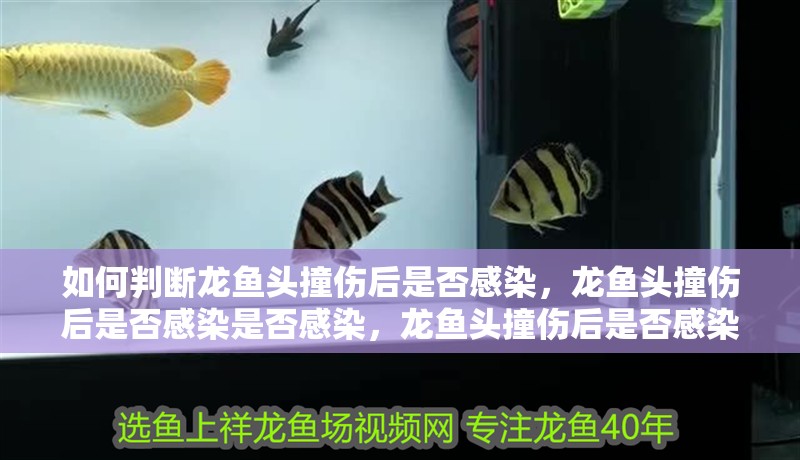 如何判斷龍魚頭撞傷后是否感染，龍魚頭撞傷后是否感染是否感染，龍魚頭撞傷后是否感染