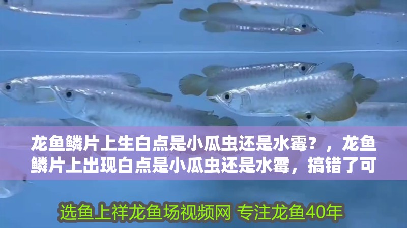 龍魚鱗片上生白點是小瓜蟲還是水霉？，龍魚鱗片上出現白點是小瓜蟲還是水霉，搞錯了可能越治越糟