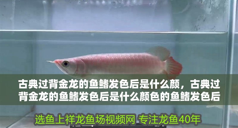 古典過背金龍的魚鰭發色后是什么顏，古典過背金龍的魚鰭發色后是什么顏色的魚鰭發色后是什么顏